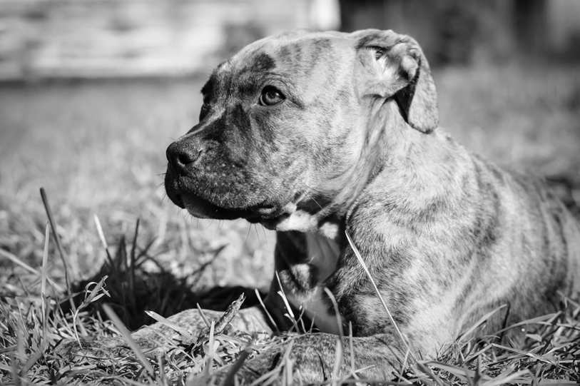 Comedouro em A�o Inox Orelhinhas Pet - Foto 4